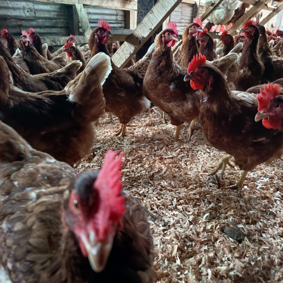 free cage chickens